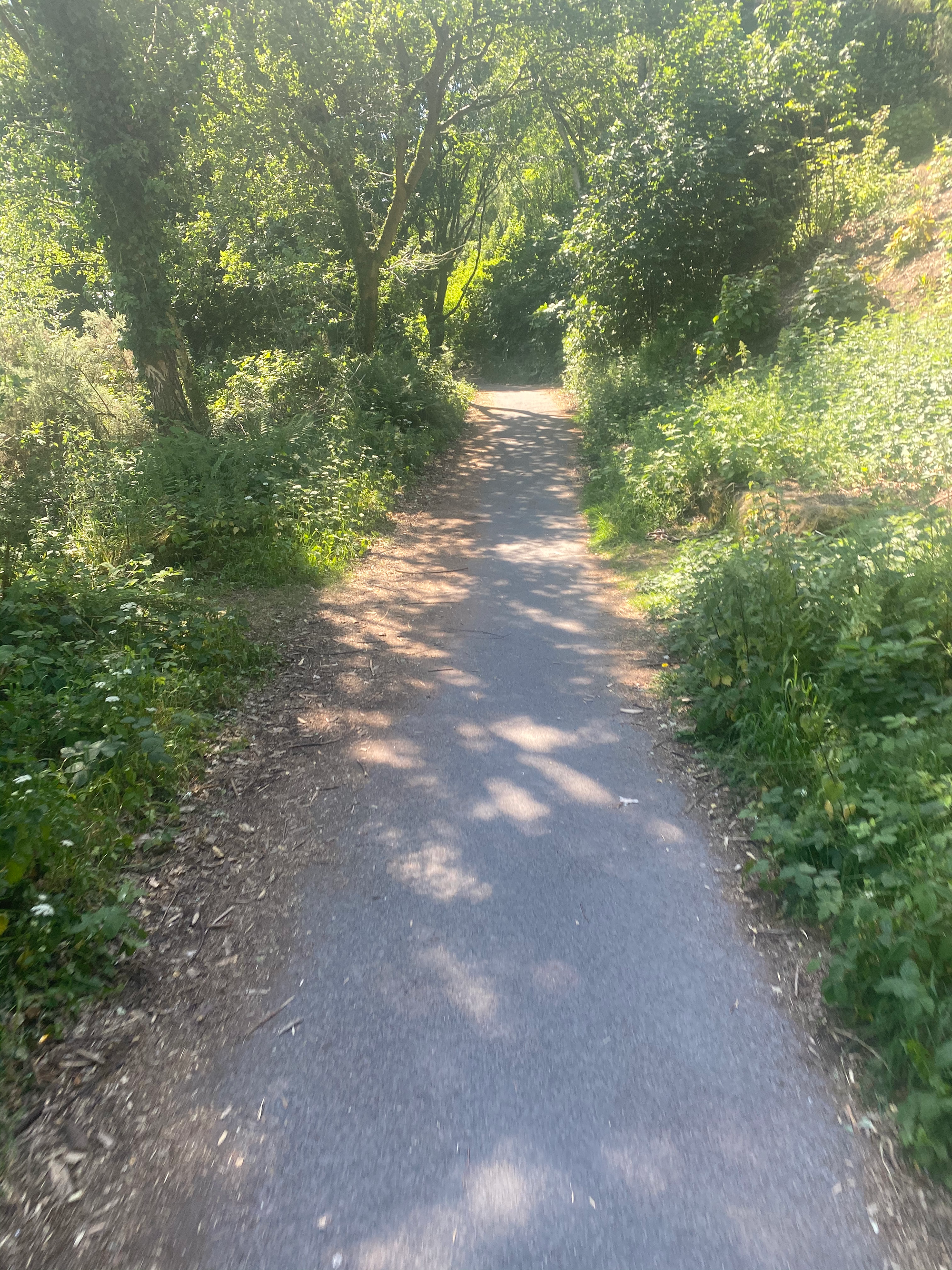 A concrete path leading through a wooded area