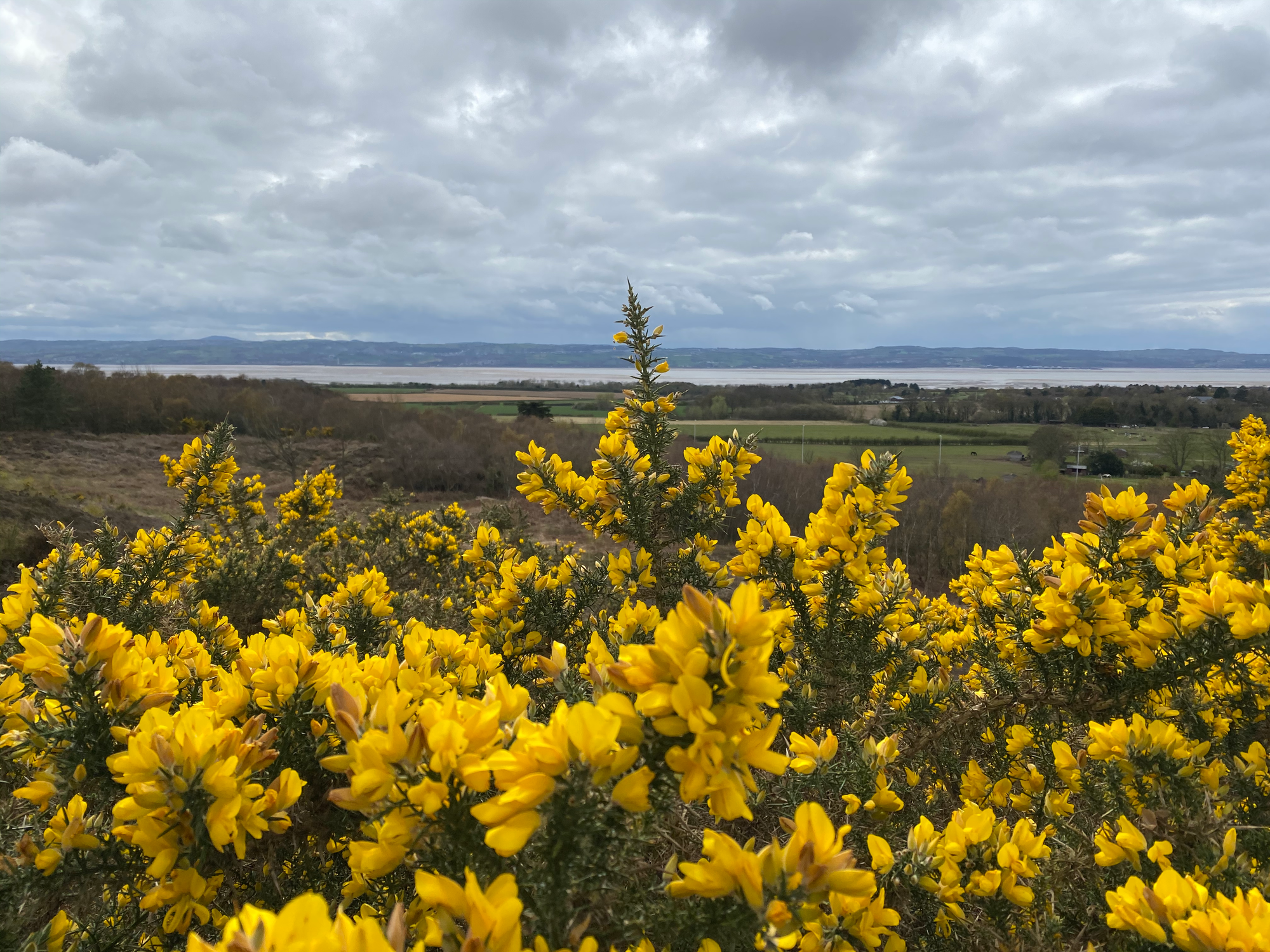 Yellow gorse in the foreground and the Dee Estuary in the background