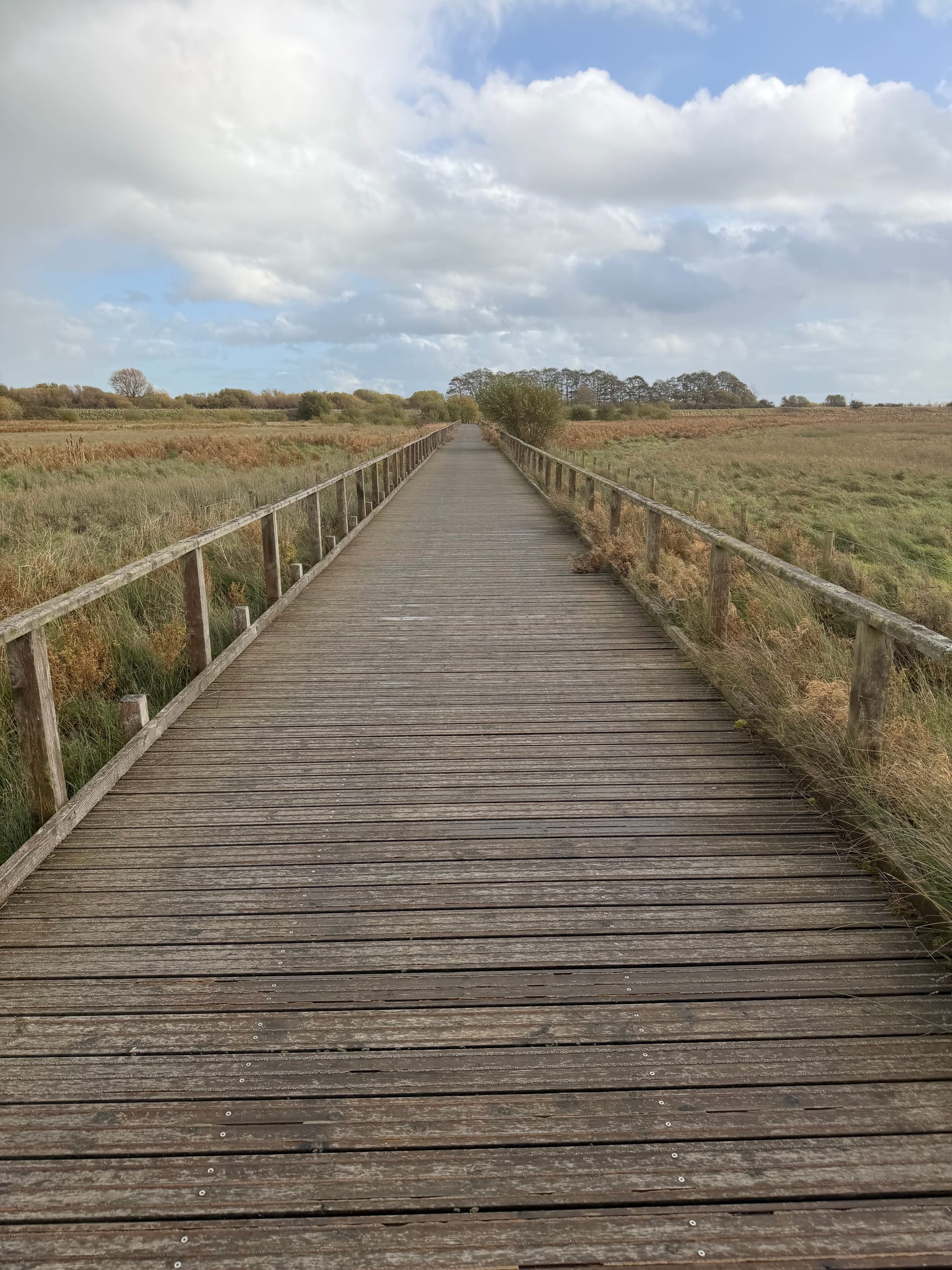 Boardwalk along the marshes